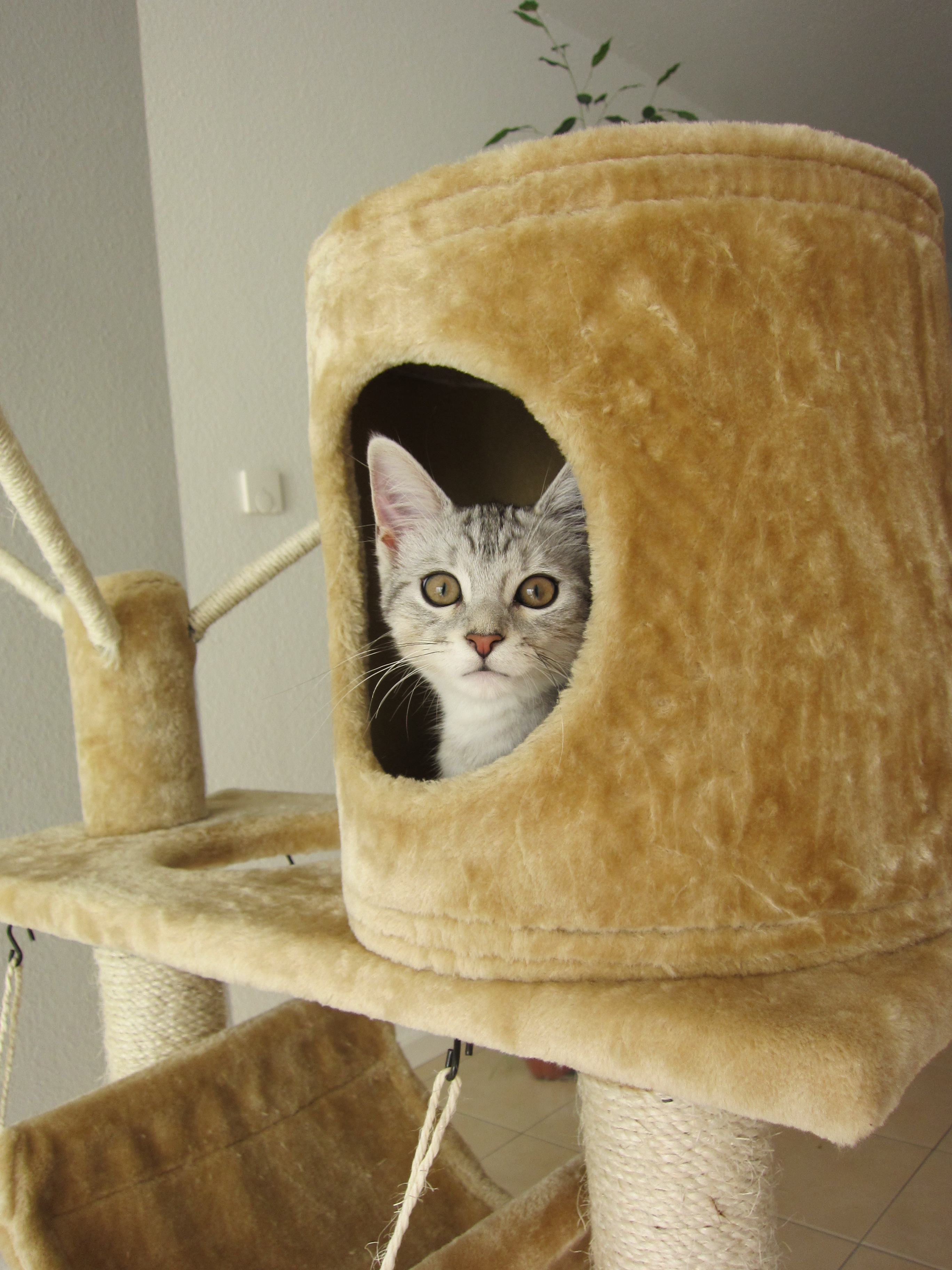 Cat muska in her cat tree box.