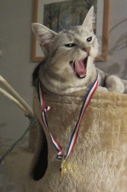 Image of cat Muska with a medaille.